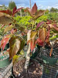 Image result for Ficus ingens