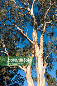 Image result for Eucalyptus camaldulensis