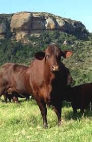 Check spelling or type a new query. The Santa Gertrudis Cattle Breeders Society Of South Africa