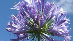 Vediamo adesso quali sono le 5 varietà più belle e apprezzate di piante che producono fiori blu e che sono anche piuttosto. Agapanthus Fiore E Sue Varieta Idee Green