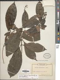 Image result for Tarenna leonardii