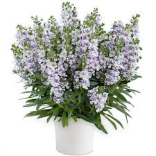Image result for Angelonia