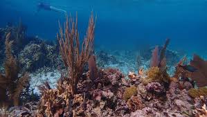 Belize barrier reef, coral reef that is second in size after the great barrier reef of australia and is the largest of its kind in the northern and western hemispheres. Belize Barrier Reef Belize Swimtrek