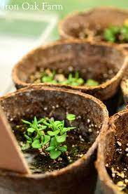 Grit Growing Lavender From Seed Growing Lavender Lavender Seeds