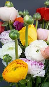 Order birthday flowers near me. White Ranunculus Ranunculus Wedding Flowers Flowers Near Me Bulk Flowers White Ranunculus Wholesale Flowers Anniversary Flowers
