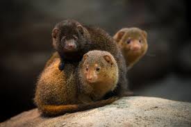 Yes, the cold hard reality in a serious survival situation is that if you could only have one animal, it would be the lowly, pusillanimous, and too often taken for granted, chicken.they provide two of the first and foremost essentials in the life of a prepper: Species Survival Plans Oregon Zoo