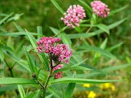 Swamp Milkweed Asclepias Incarnata Jpg With Images Swamp Milkweed Asclepias Incarnata Asclepias