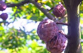 Theo kết quả điều tra năm 2018 của trung tâm nghiên cứu bầu cử, đại học chính trị quốc gia đài loan, có đến 85% số người được hỏi mong muốn giữ nguyên hiện trạng trong quan hệ với trung. Nhá»¯ng Giá»'ng Na Ä'á»™c Láº¡ Gay Sá»'t Thá»‹ TrÆ°á»ng Viá»‡t Vov Vn