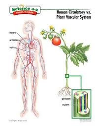 Science A-Z Human Body Grades 3-4 Life Science Unit