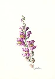 Antirrhinum Majus Snapdragon Botanical Illustration Medium S Colored Pencil Wax Ink Dragon Illustration Snapdragon Flowers Botanical Illustration