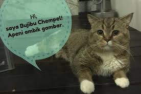 Maybe you would like to learn more about one of these? Betulkah Dia Kucing Paling Popular Di Malaysia Kartel Dakwah