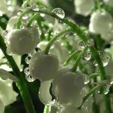The green of the leaves and the snowy whiteness of the flowers would make a great looking contrast with a dark. Pin By Gail Gilbert On Early Spring Blooming Springtime Lily Of The Valley Beautiful Flowers Dew Drops
