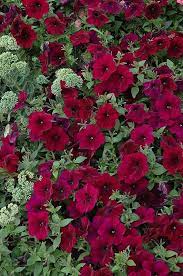 Easy Wave Burgundy Velour Petunia Calloway S Nursery Petunias Easy Waves Petunia Flower