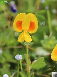 Image result for Smithia