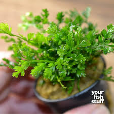 Image result for Bolbitis