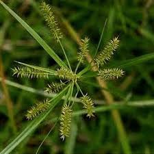 Image result for Cyperus sp. no. 1