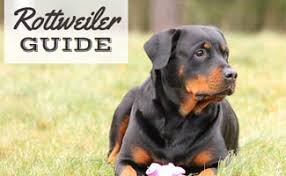 Simple and effective ways to make your rottweiler happy, healthy, and obedient. Rottweiler Guide Learn About Their Temperament Shedding Size Cost Training Life Expectancy More Caninejournal Com