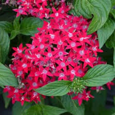Image result for Pentas schumanniana