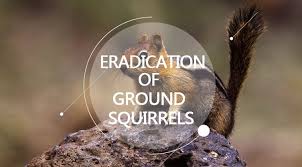 Yes, squirrels are among the commonest of residential these are the easiest of diy squirrel traps to prepare, and they put forth no risk to the squirrel. Effective Eradication Of Ground Squirrels 6 Trapping Skills 2 Lethal Ways Pest Wiki