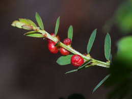 Image result for Phyllanthus ovalifolius