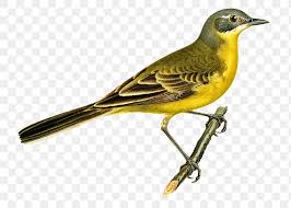 The similar grey wagtail also has a yellow belly, but has a grey back and black wings. Png Sticker Western Yellow Wagtail Bird Hand Drawn Free Image By Rawpixel Com Paeng Yellow Wagtail Bird Wagtail