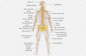 The thoracic wall consists of skeletal and muscular components, extending between the 1st rib superiorly and the 12th rib, the costal margin and the xiphoid process inferiorly. Central Nervous System Human Body Anatomy Peripheral Nervous System Brain People Human Graph Of A Function Png Pngwing