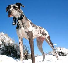 Your great dane puppy could be a fawn great dane puppy or a brindle great dane puppy or a black great dane puppy. Merle Great Danes Merle Great Dane Merle Great Danes Great Dane