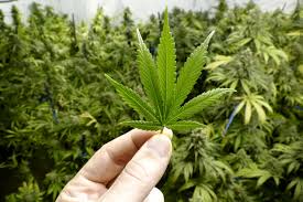 Le Cannabis Reste La Drogue Preferee Des Francais Etude Actualites Sante Le Cannabis Reste La Drogue Preferee Des Francais Etude