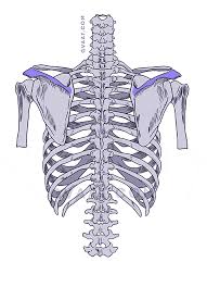 The fishbone diagram identifies many possible causes for an effect or problem. How To Draw The Human Back A Step By Step Construction Guide Gvaat S Workshop