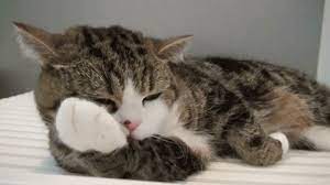 Cats Only Care About Themselves Cats And Kittens Cat Facts Best Cat Gifs