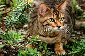 Teaching us how to hunt. Why Your Cat Brings You Dead Animals Petbarn