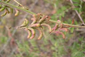 Image result for Indigofera heterotricha