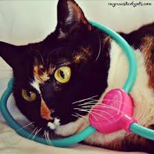 Dr Callie Wants To Remind Her Cat Friends Do Visit The Vet For Checkups Because Over 1 In 3 Cats Will Develop Kid Cat Day Cats And Kittens Cats Of Instagram