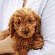 You can add pecans to the topping but it is fine the way it is. 17 Amazing Facts About Goldendoodle S House That Barks