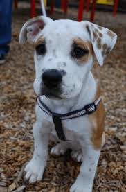 The frengle is a small to medium cross or mixed dog also known as the french bulldog beagle mix. 13 French Bulldog Mixes Fantastic Frenchies