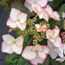 French Hydrangea Dolce Kiss Hydrangea Macrophylla French Hydrangea Hydrangea Macrophylla Hydrangea