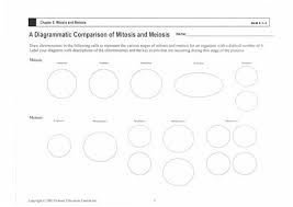 Mitosis And Meiosis For Mitosis And Meiosis Worksheet Author Rachel