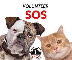 Showing only military and government definitions ( show all 9 definitions) note: Volunteer Spca Of Brevard