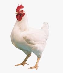 We did not find results for: White Hen Png Photo Background Broiler Chicken Transparent Png Kindpng