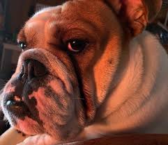 もうすぐ梅雨だな黄昏顔のnoah bulldog french bulldog animals