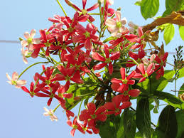 Image result for Combretum cinereopetalum