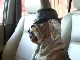 A small measure of white vinegar (this is good for a whole lot of household cleaning jobs) some baking soda; Cleaning Pet Poop And Diarrhea From Carpets