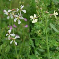 Image result for Raphanus