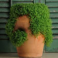One or two plants will easily. Corsican Mint Ground Cover Plant Seed