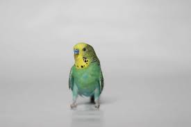 Do you notice how thin the cere (the nose thing you mention) app. How To Tell The Gender Of A Parakeet Psittacology