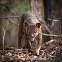 Salvando al mamífero carnívoro más grande de Madagascar: el fosa