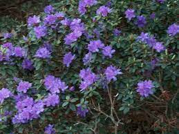 Google Image Result For Http Www Kelleyboys Com Wp Content Uploads 2007 06 Pu Azaleas Desert Landscaping Beautiful Blooms