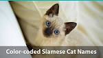 Magical Cat Names for Your Mystical Feline | LoveToKnow