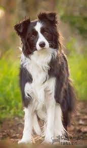 Border Collie Com Orelhas Semi Caidas Pendendo Para Frente Border Collie Puppies Border Collie Border Collie Dog