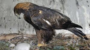 Gewisse meinungsverschiedenheiten in der luft zwischen einem steinadler und etwas kleinerem. Konig Der Lufte Der Steinadler Im Nationalpark Berchtesgaden Berge Br De